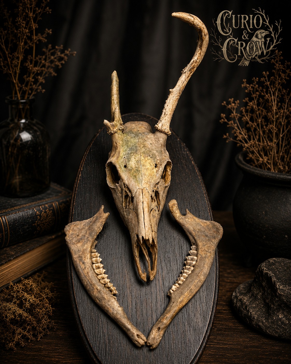 White-Tailed Deer Skull